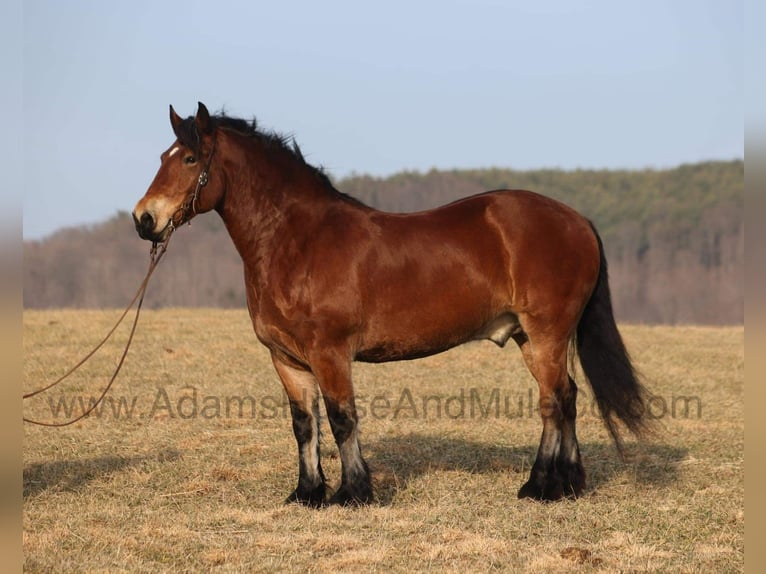 Percheron Hongre 10 Ans 163 cm Bai cerise in Mount Vernon, KY