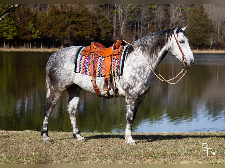 Percheron Hongre 10 Ans 163 cm Gris pommelé in Mountain Grove MO