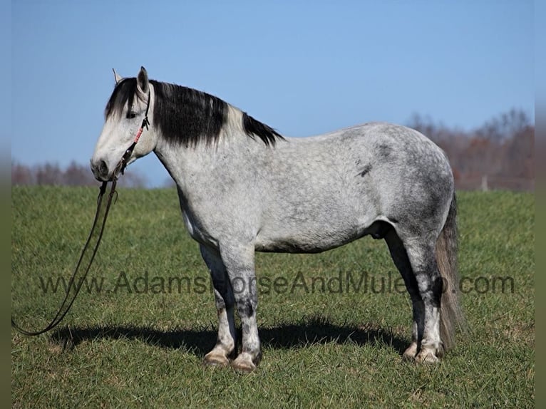 Percheron Hongre 10 Ans 163 cm Gris pommelé in Mount Vernon, KY