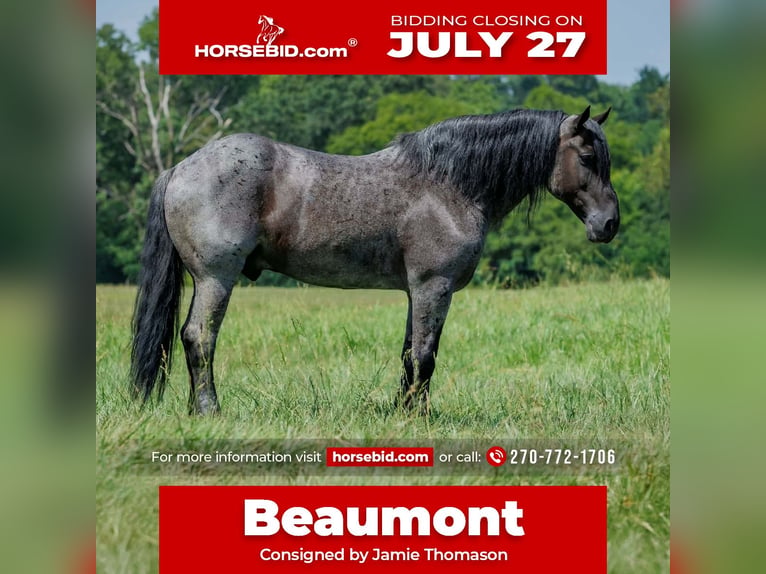 Percheron Croisé Hongre 10 Ans 163 cm Rouan Bleu in Auburn