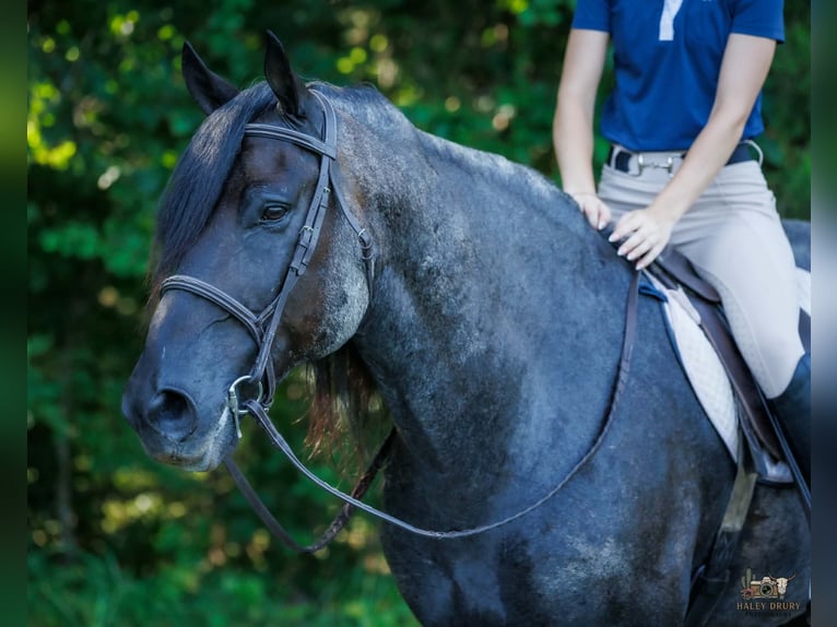 Percheron Croisé Hongre 10 Ans 163 cm Rouan Bleu in Auburn
