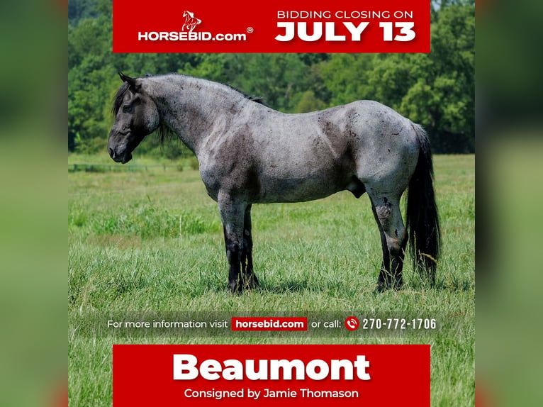Percheron Croisé Hongre 10 Ans 163 cm Rouan Bleu in Auburn