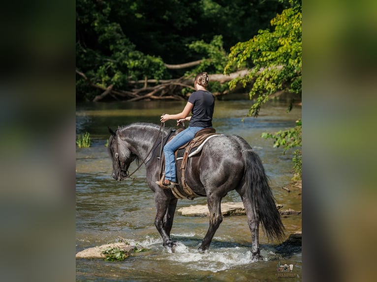 Percheron Croisé Hongre 10 Ans 163 cm Rouan Bleu in Auburn