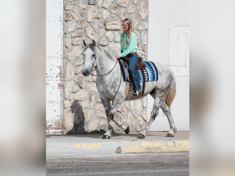 Percheron Hongre 10 Ans 165 cm Gris pommelé in Huntsville TX