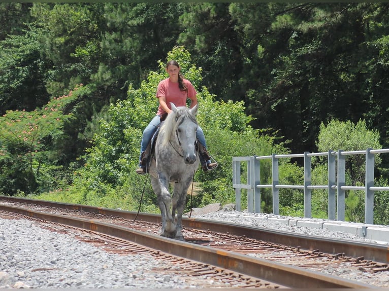 Percheron Hongre 10 Ans 165 cm Gris pommelé in Huntsville TX