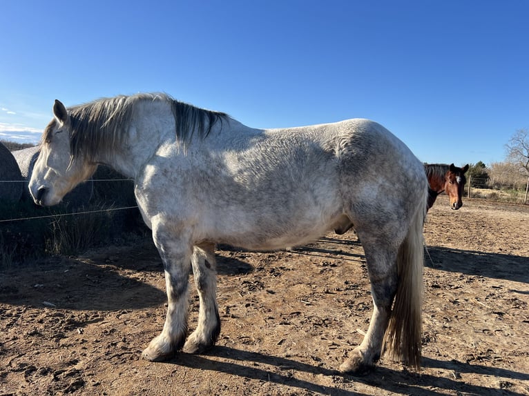 Percheron Hongre 10 Ans 182 cm Gris in Saintes-Maries-de-la-Mer