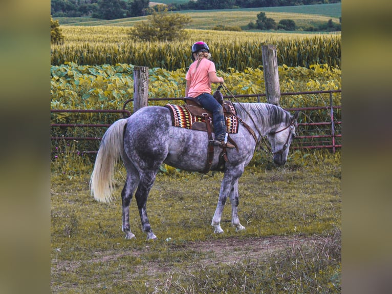 Percheron Hongre 12 Ans 160 cm Gris pommelé in CHarlotte IA