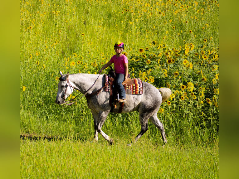 Percheron Hongre 12 Ans 160 cm Gris pommelé in CHarlotte IA