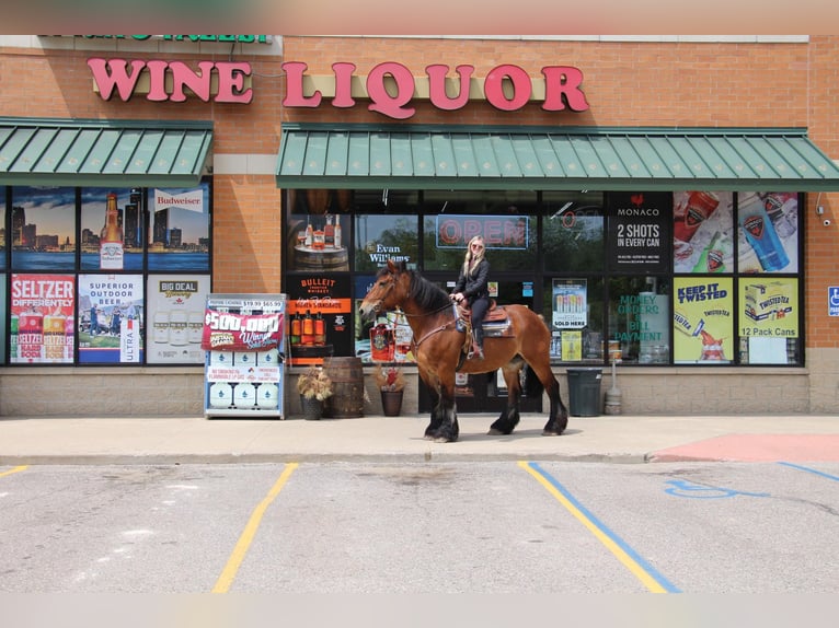 Percheron Hongre 12 Ans 178 cm Bai cerise in Highland MI