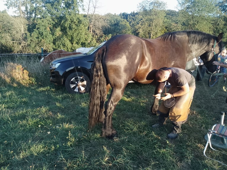 Percheron Hongre 12 Ans 181 cm Noir in Kirf
