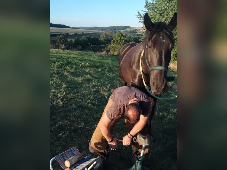 Percheron Hongre 12 Ans 181 cm Noir in Kirf