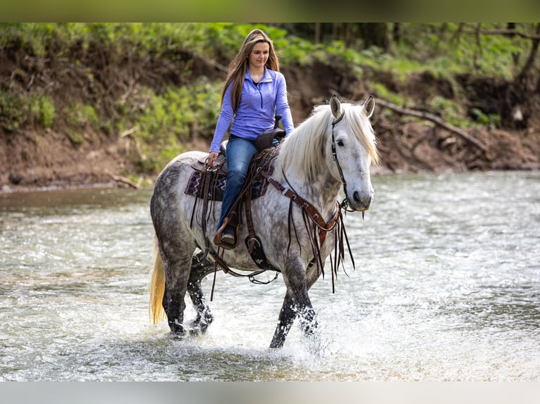 Percheron Hongre 14 Ans 173 cm Gris pommelé in Ewing KY