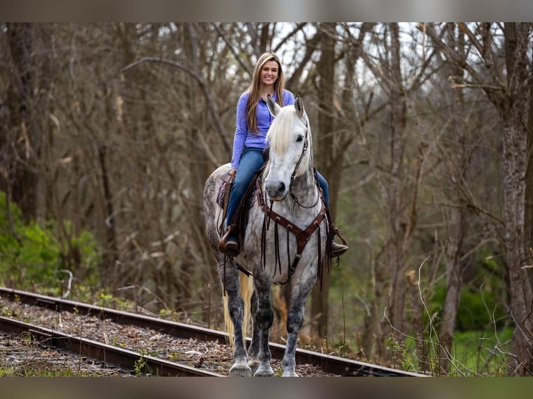 Percheron Hongre 14 Ans 173 cm Gris pommelé in Ewing KY