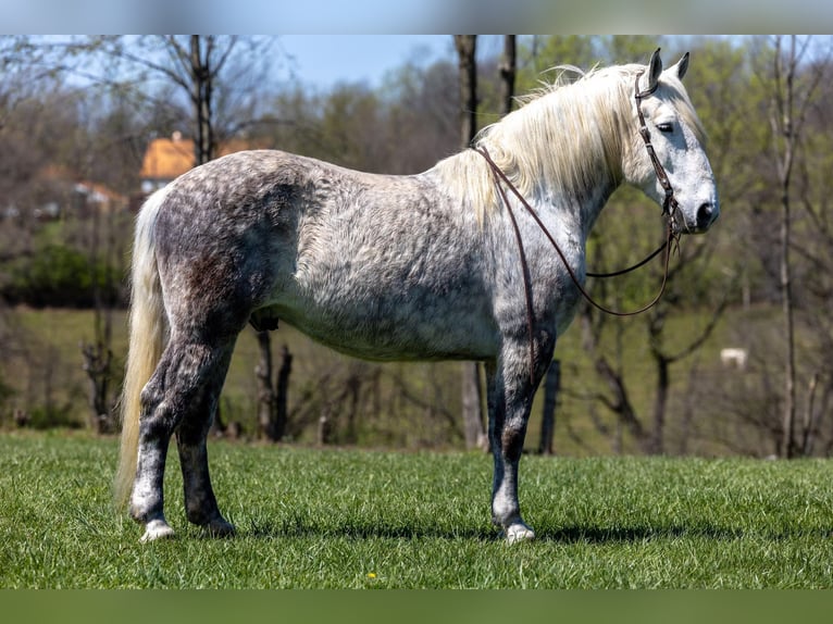 Percheron Hongre 14 Ans 173 cm Gris pommelé in Ewing KY