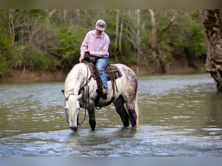 Percheron Hongre 14 Ans 173 cm Gris pommelé in Ewing KY