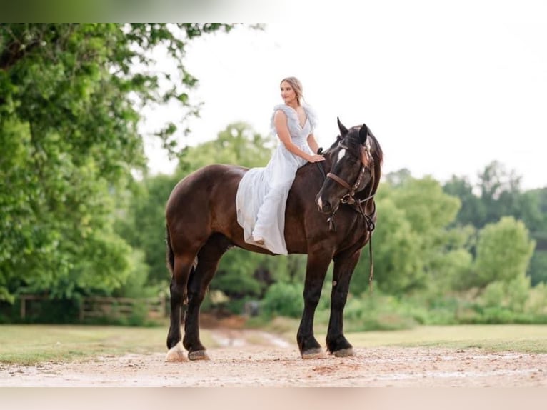 Percheron Hongre 15 Ans 183 cm in MOntgomery TX