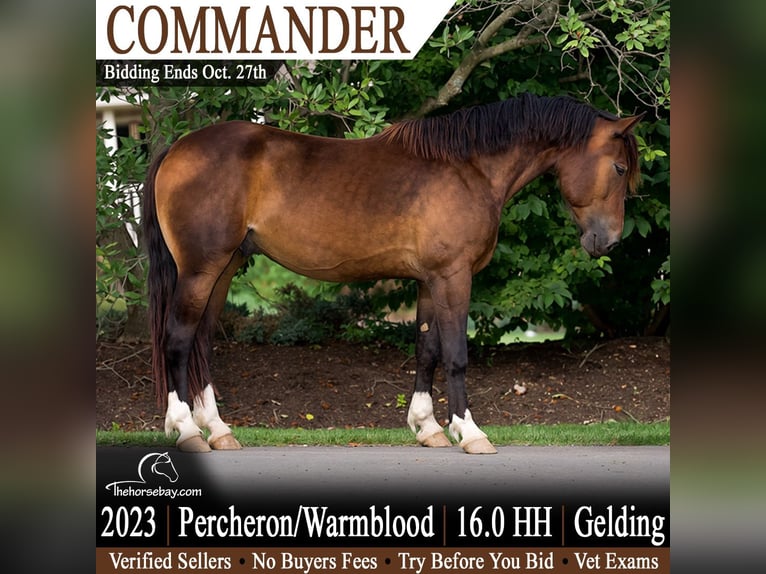 Percheron Hongre 3 Ans 163 cm Bai cerise in Hackettstown, NJ