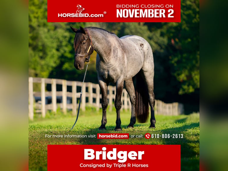 Percheron Croisé Hongre 3 Ans 163 cm Rouan Bleu in New Holland