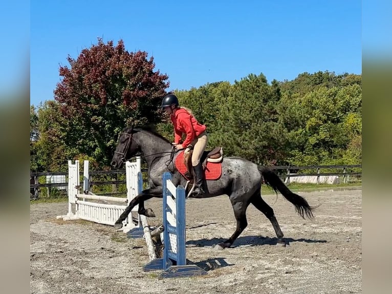Percheron Croisé Hongre 3 Ans 163 cm Rouan Bleu in New Holland