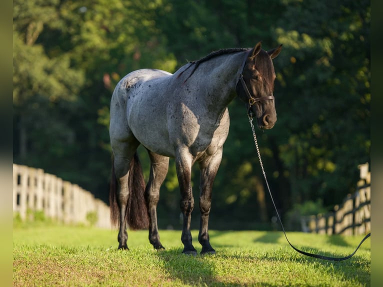 Percheron Croisé Hongre 3 Ans 163 cm Rouan Bleu in New Holland