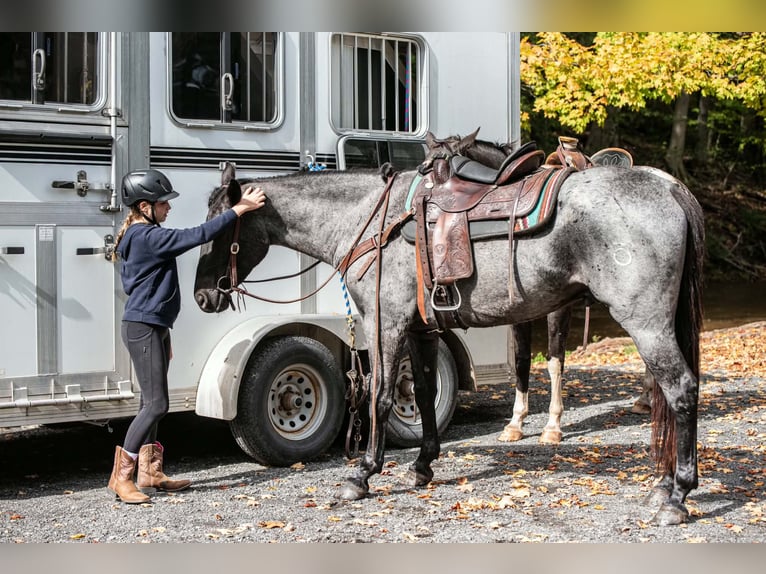 Percheron Croisé Hongre 3 Ans 163 cm Rouan Bleu in New Holland