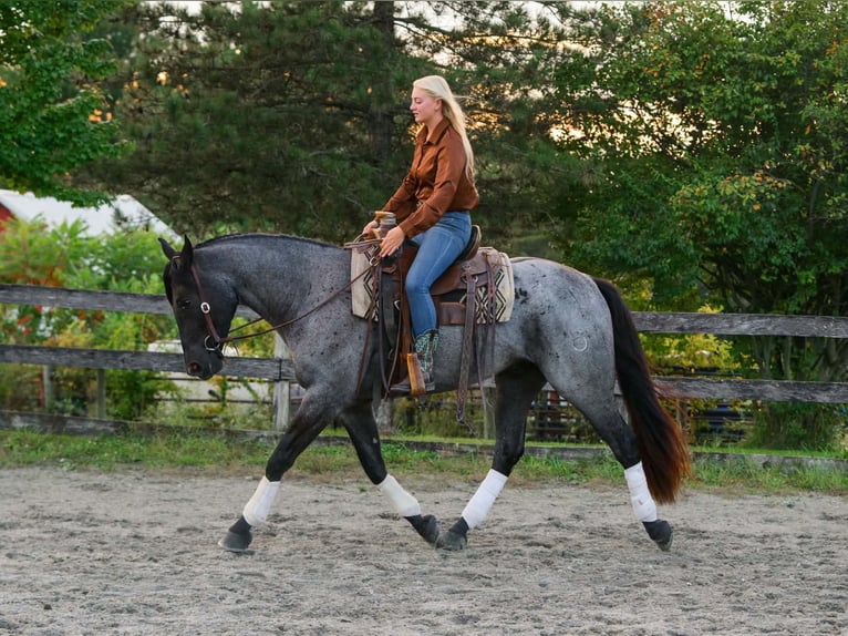 Percheron Croisé Hongre 3 Ans 163 cm Rouan Bleu in New Holland