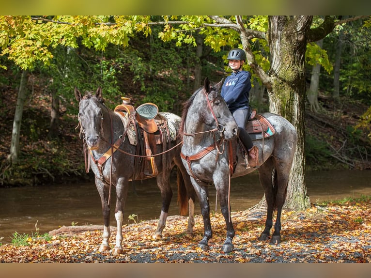 Percheron Croisé Hongre 3 Ans 163 cm Rouan Bleu in New Holland
