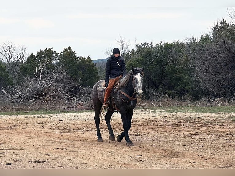 Percheron Hongre 3 Ans 170 cm Gris pommelé in Jackboro TX