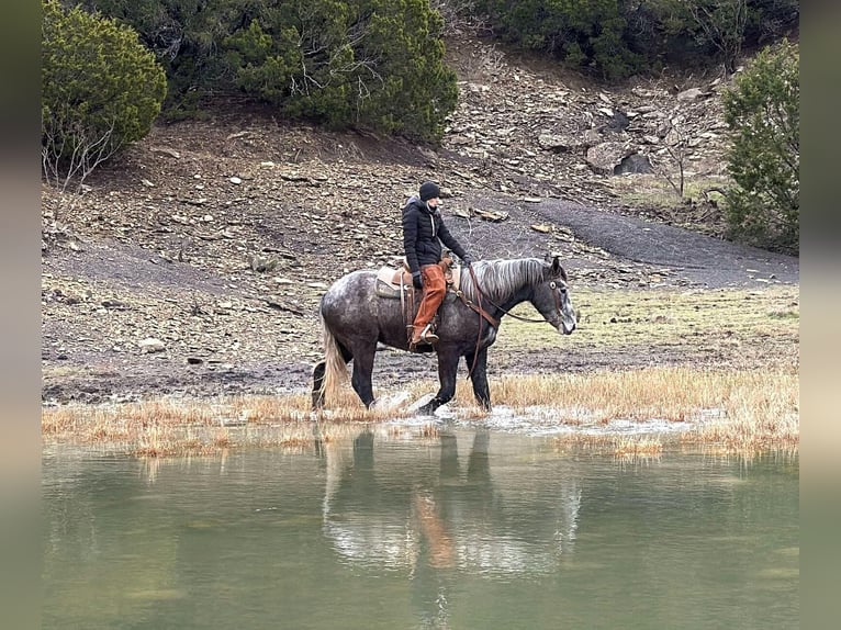 Percheron Hongre 3 Ans 170 cm Gris pommelé in Jackboro TX