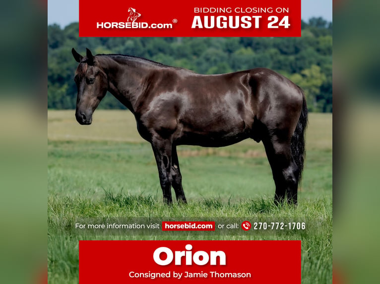 Percheron Croisé Hongre 3 Ans Noir in Auburn