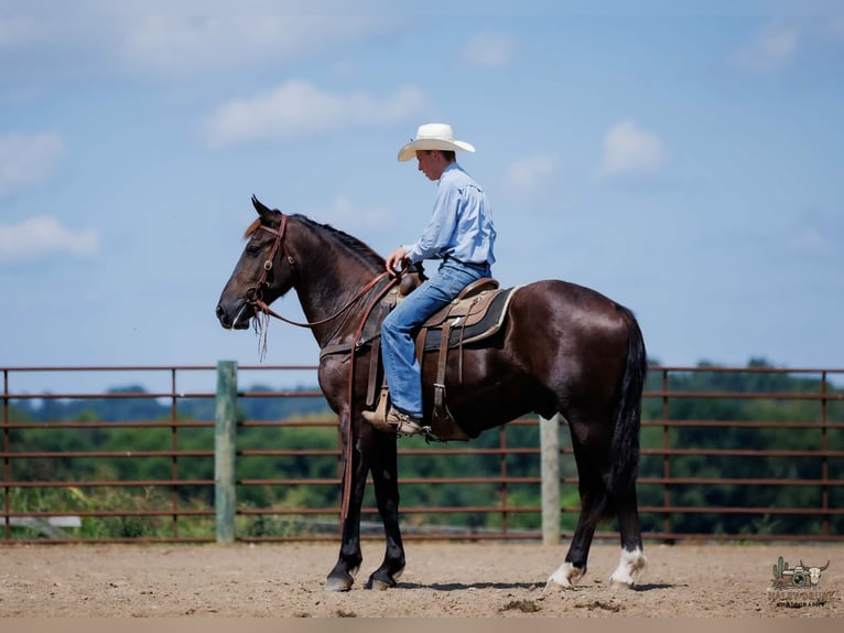 Percheron Croisé Hongre 3 Ans Noir in Auburn
