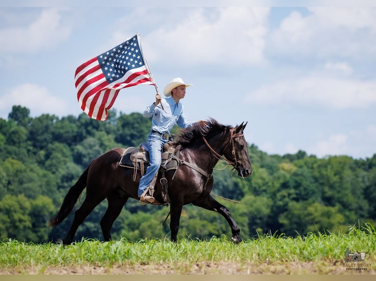 Percheron Croisé Hongre 3 Ans Noir in Auburn