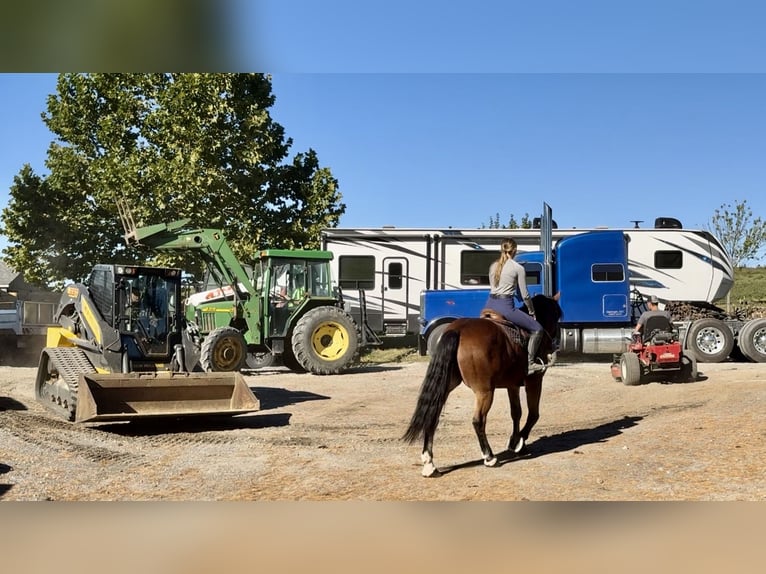 Percheron Croisé Hongre 4 Ans 157 cm Bai cerise in Gap, PA