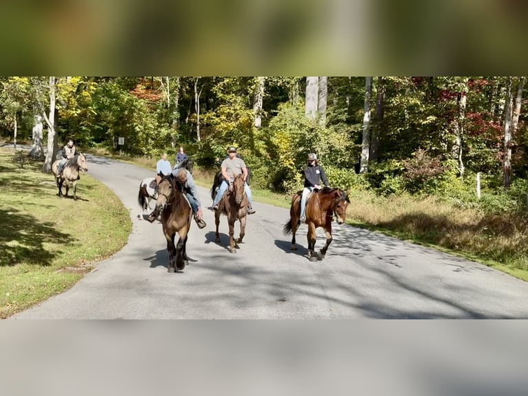 Percheron Croisé Hongre 4 Ans 157 cm Bai cerise in Gap, PA