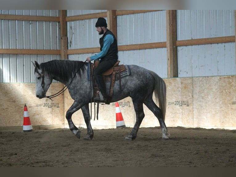 Percheron Croisé Hongre 4 Ans 157 cm Gris in Cincinnati