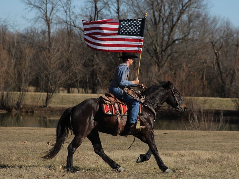 Percheron Croisé Hongre 4 Ans 160 cm Bai brun in Baxter Springs, KS