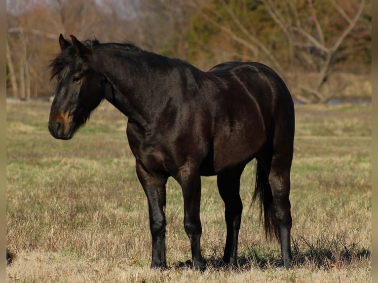 Percheron Croisé Hongre 4 Ans 160 cm Bai brun in Baxter Springs, KS