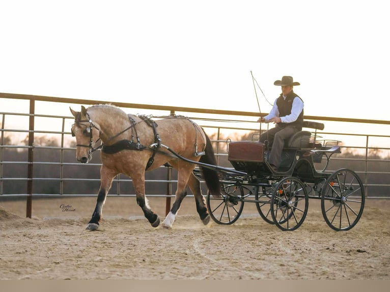 Percheron Croisé Hongre 4 Ans 160 cm Buckskin in Independence