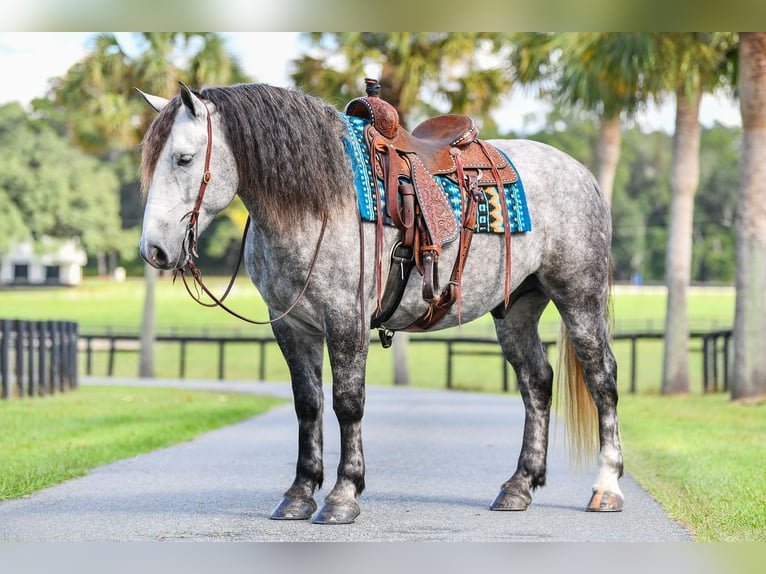Percheron Croisé Hongre 4 Ans 160 cm Gris in Ocala
