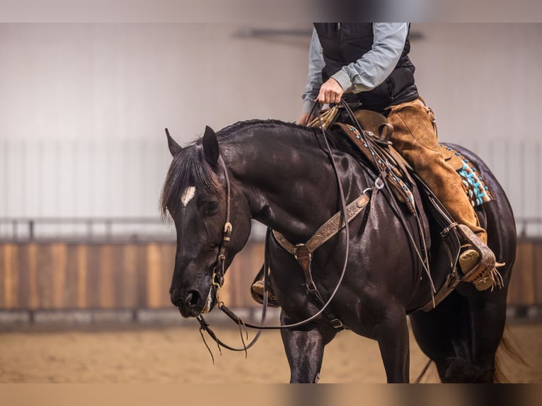 Percheron Croisé Hongre 4 Ans 160 cm Noir in Canistota