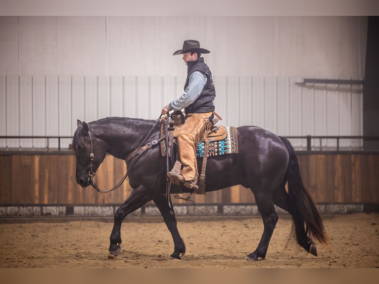 Percheron Croisé Hongre 4 Ans 160 cm Noir in Canistota