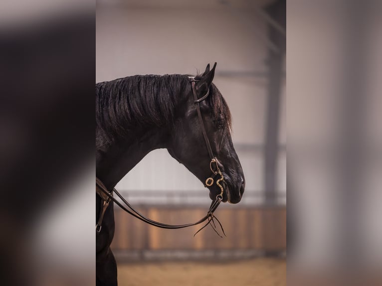 Percheron Croisé Hongre 4 Ans 160 cm Noir in Canistota