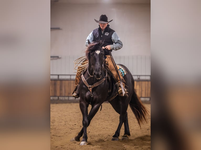 Percheron Croisé Hongre 4 Ans 160 cm Noir in Canistota