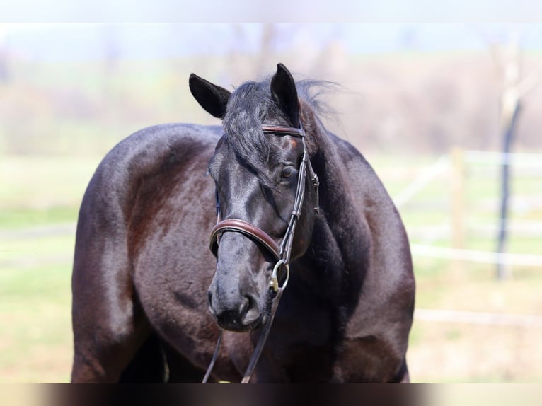Percheron Croisé Hongre 4 Ans 160 cm Noir in Gap