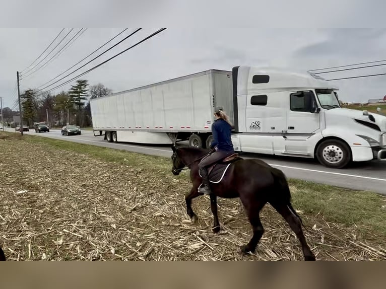 Percheron Croisé Hongre 4 Ans 160 cm Noir in Gap