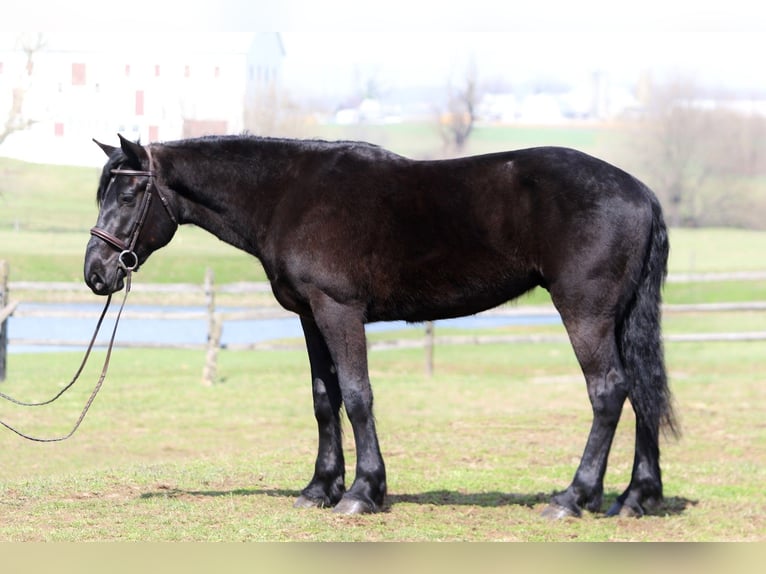 Percheron Croisé Hongre 4 Ans 160 cm Noir in Gap
