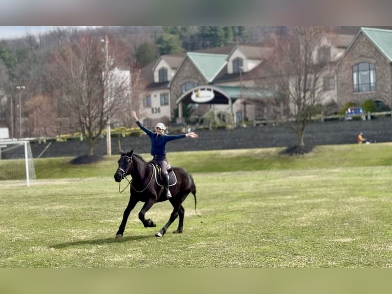 Percheron Croisé Hongre 4 Ans 160 cm Noir in Gap