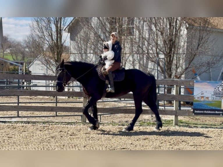 Percheron Croisé Hongre 4 Ans 160 cm Noir in Gap