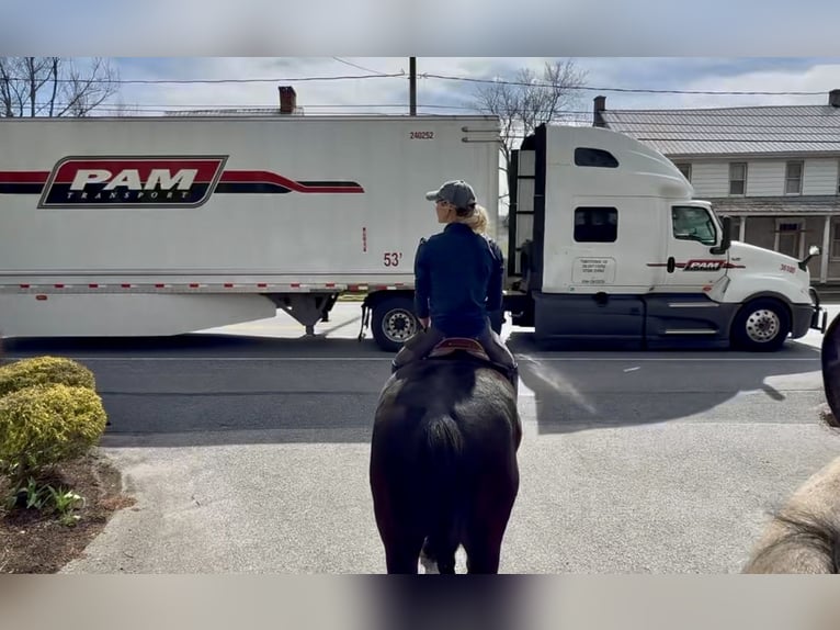 Percheron Croisé Hongre 4 Ans 160 cm Noir in Gap