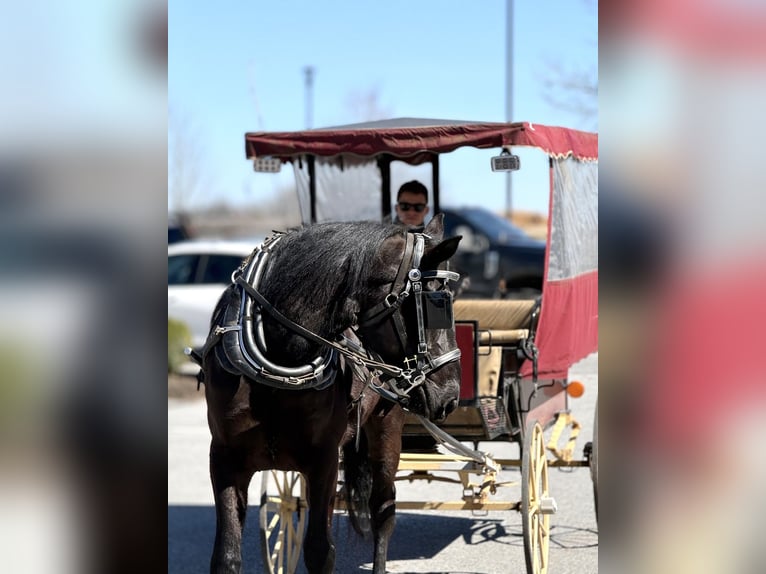 Percheron Croisé Hongre 4 Ans 160 cm Noir in Gap